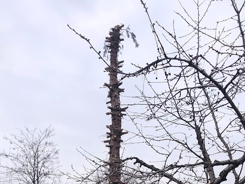 Fakivágás és gallyazás